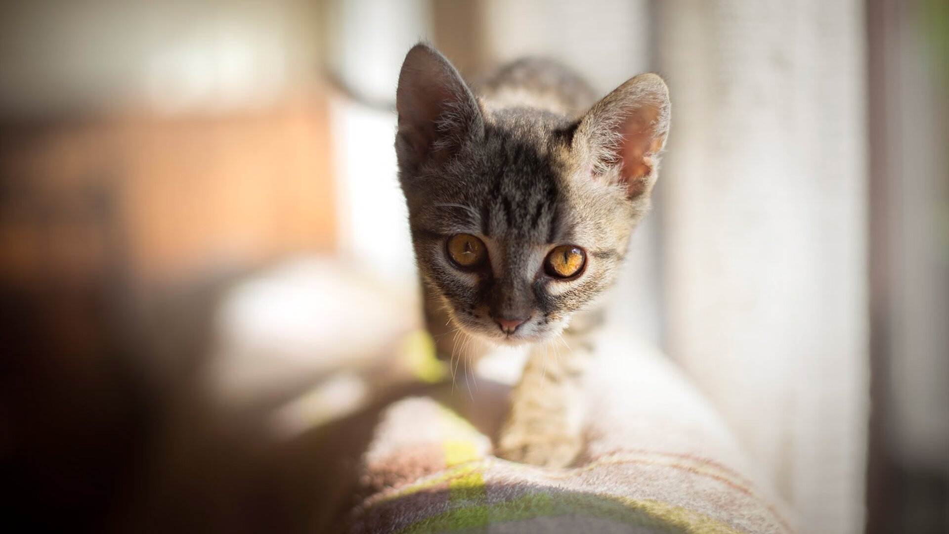 _天幕飞盘:空中运动的艺术之旅_,史上最全的天幕搭建大全
