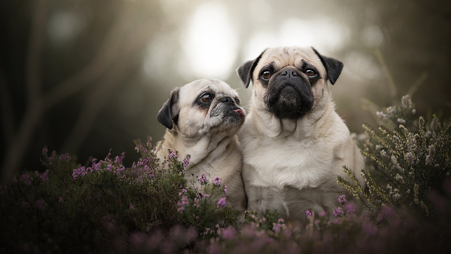 _新兴职业:网球运动解说员的职业生涯解析_,网球解说词