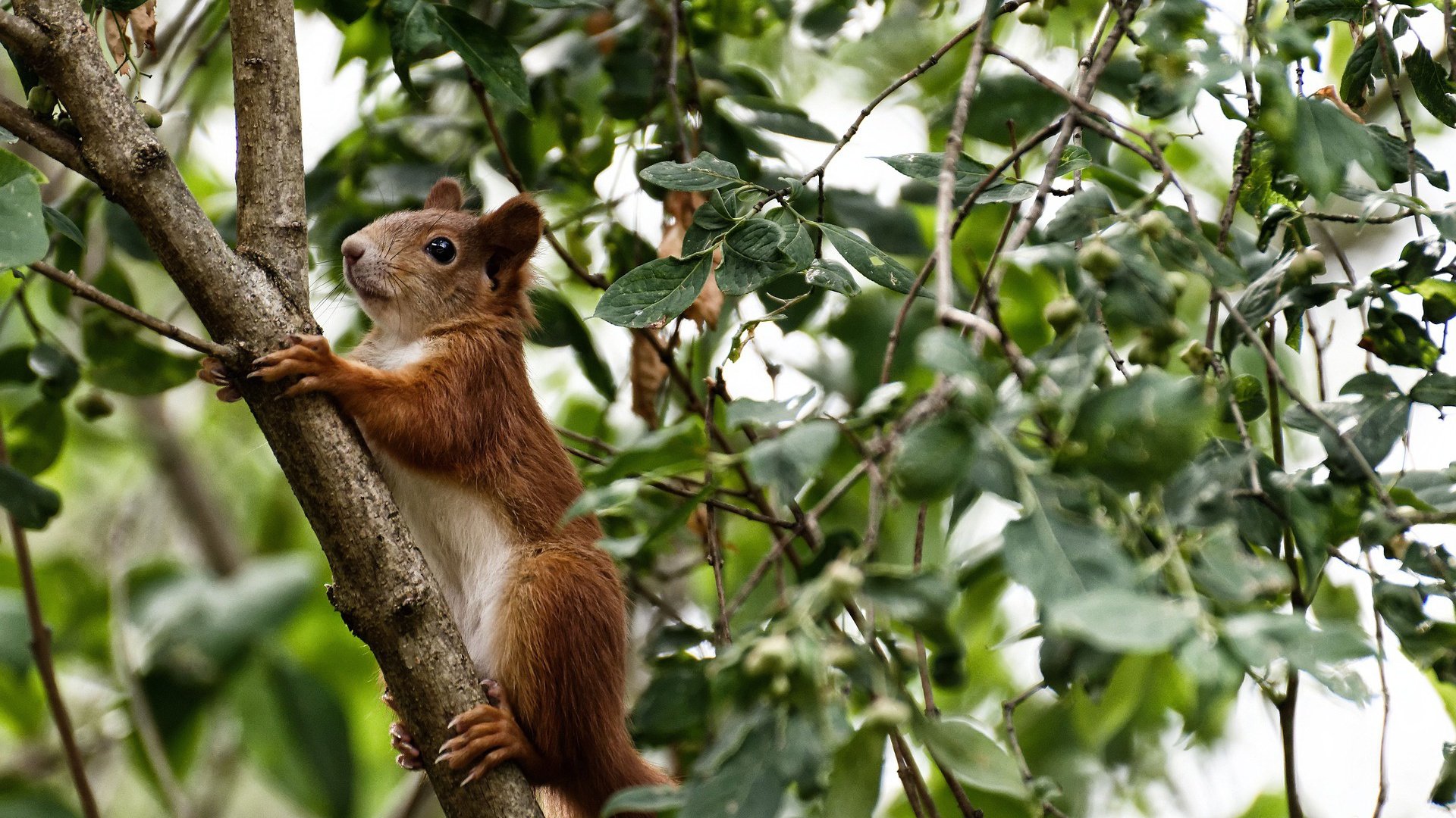 _鹈鹕持续磨合,展现潜力无限_,鹈鹕专区