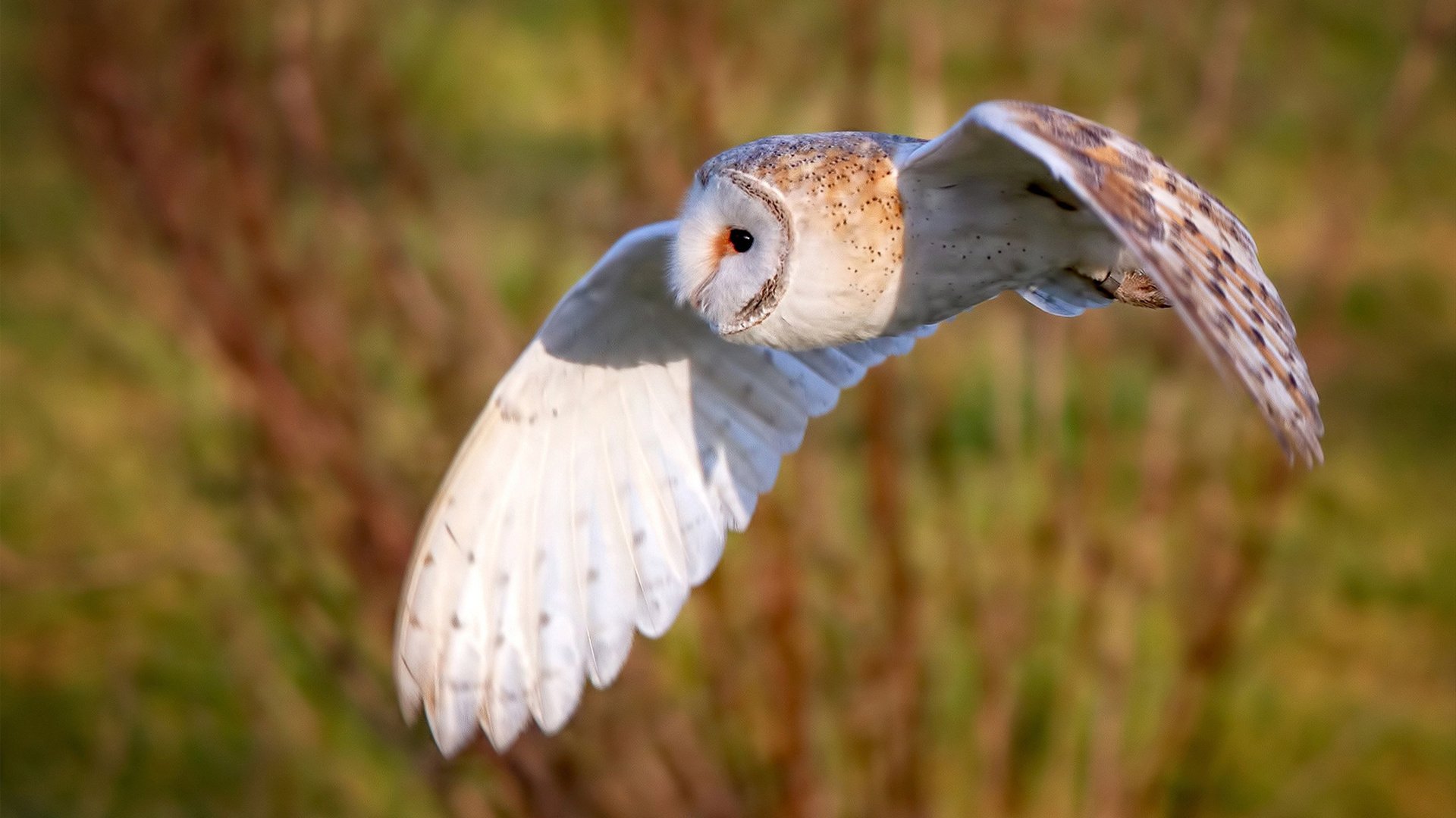 “德甲争冠形势分析:几支豪门鏖战不休”,德甲德甲