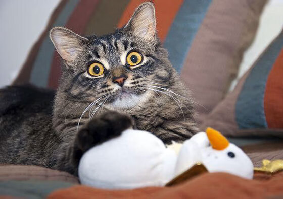 “德甲争冠形势分析:几支豪门鏖战不休”,德甲德甲