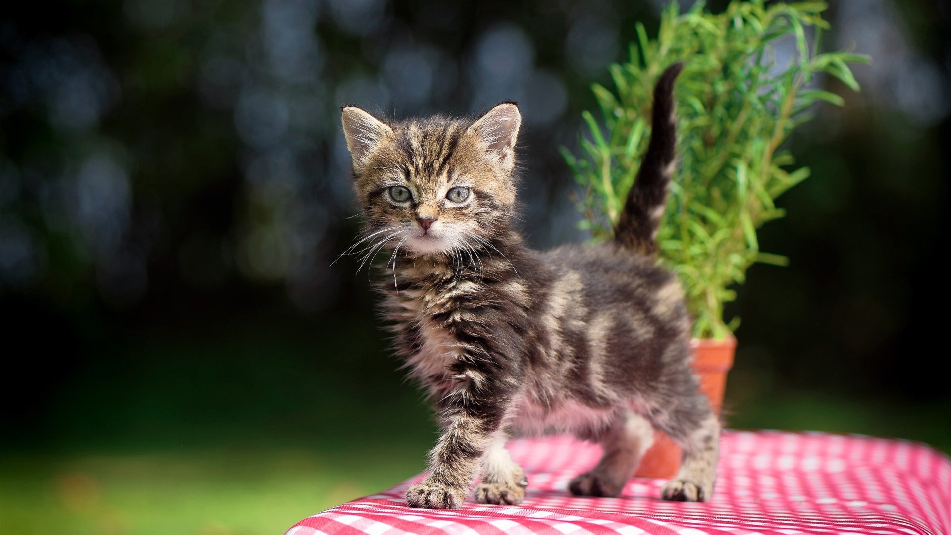 “意甲年轻力量崭露头角，球队冲刺激烈”，意甲队伍