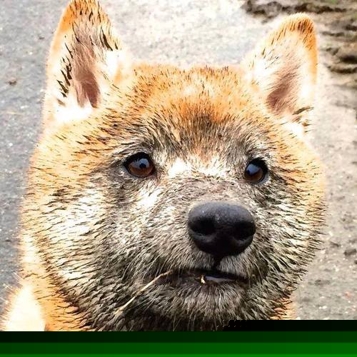 《Dota 2国际舞台，上演史诗逆转》，dota2国际邀请赛官网