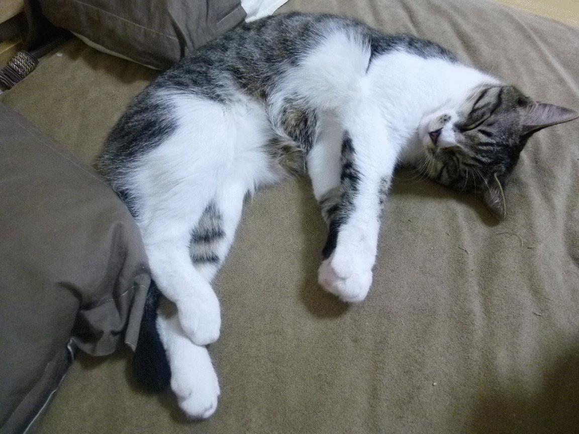 《电竞行业联盟达成新合作：推动行业规范发展》，电竞行业协会