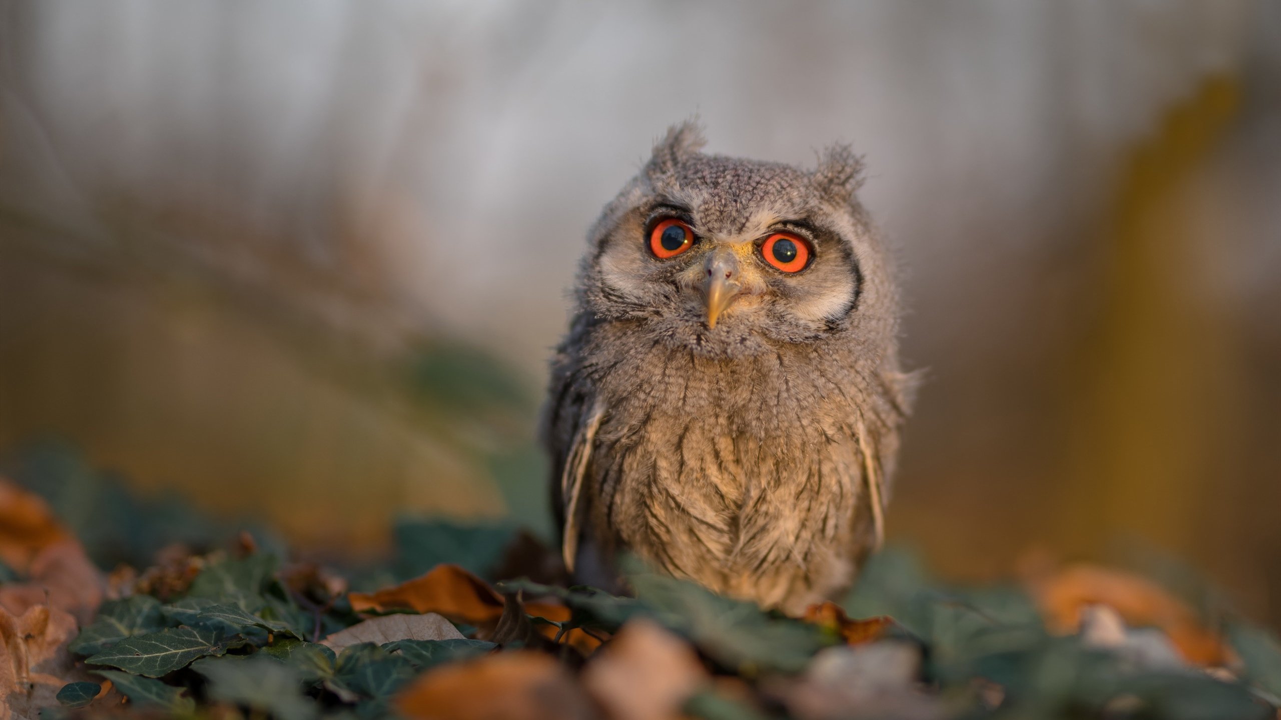 九游下载官网-中国瑜伽公开赛圆满落幕，选手表现精彩，2021瑜伽大赛