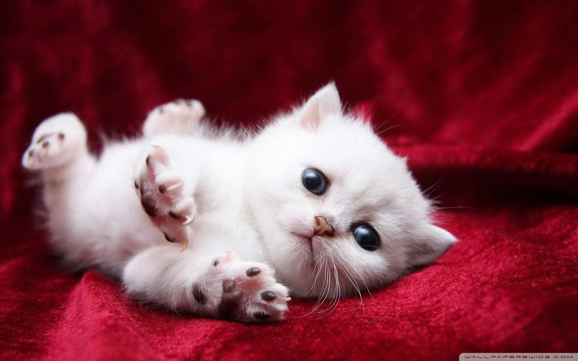 九游娱乐官网 (JIUYOU)-乡村运动会：乡土文化的新生力量，乡村运动会作文